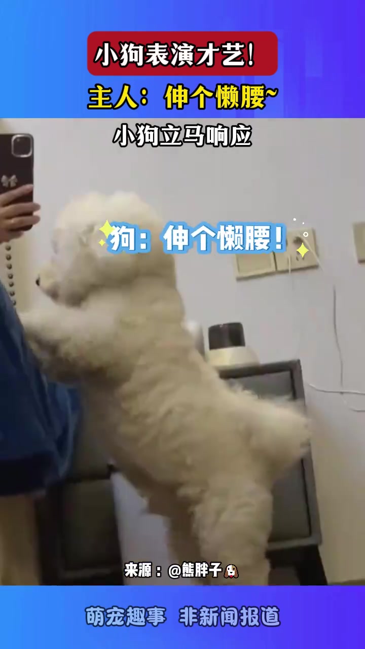 小狗表演才藝！主人：伸個懶腰~小狗立馬響應(yīng)！